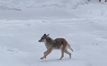 Coyote mating season breeds curiosity and cautiousness